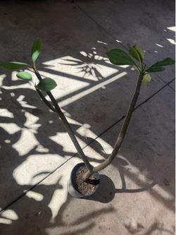 Plumeria