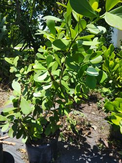 8 ft Tall Clusia Plant