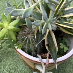 4 Succulent Arrangement 