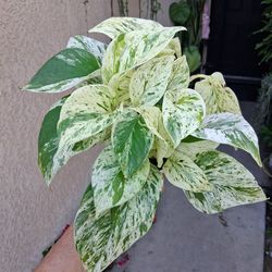 Small Snow Queen Pothos Plant $18