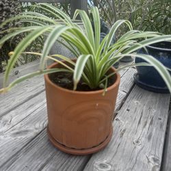 Spider Plant With Pot And Dish 