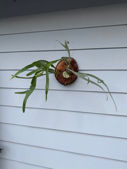 Staghorn Fern on Oak Slab Wall Mount