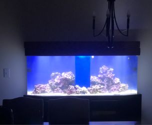 Salt water tank