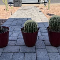 False Saguaro 🌵 Golden Barrel 