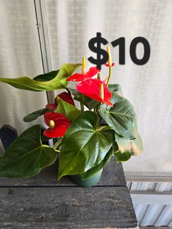 Anturio rojo