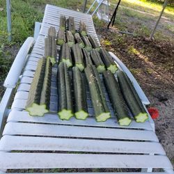San Pedro Cuts (Echinopsis Peruviana)