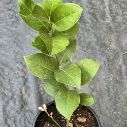 Grafted Lemon Fruiting 