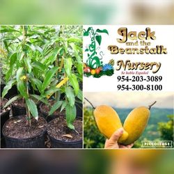 Mallika Dwarf Indian Mango Grafted Trees 3gal Arboles De Mango Injertados Enano Mallika 