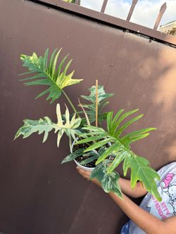 6” philodendron tortum x florida beauty