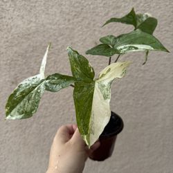 Albo Syngonium Plant 