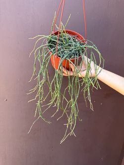 6” bundle of sticks plant