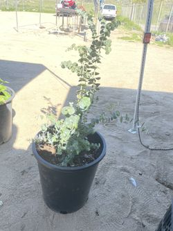 Baby Blue Eucalyptus