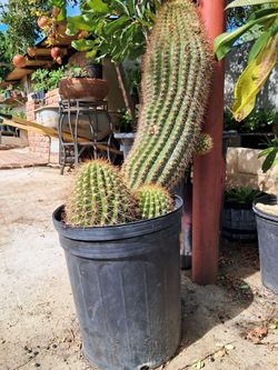 Cactus