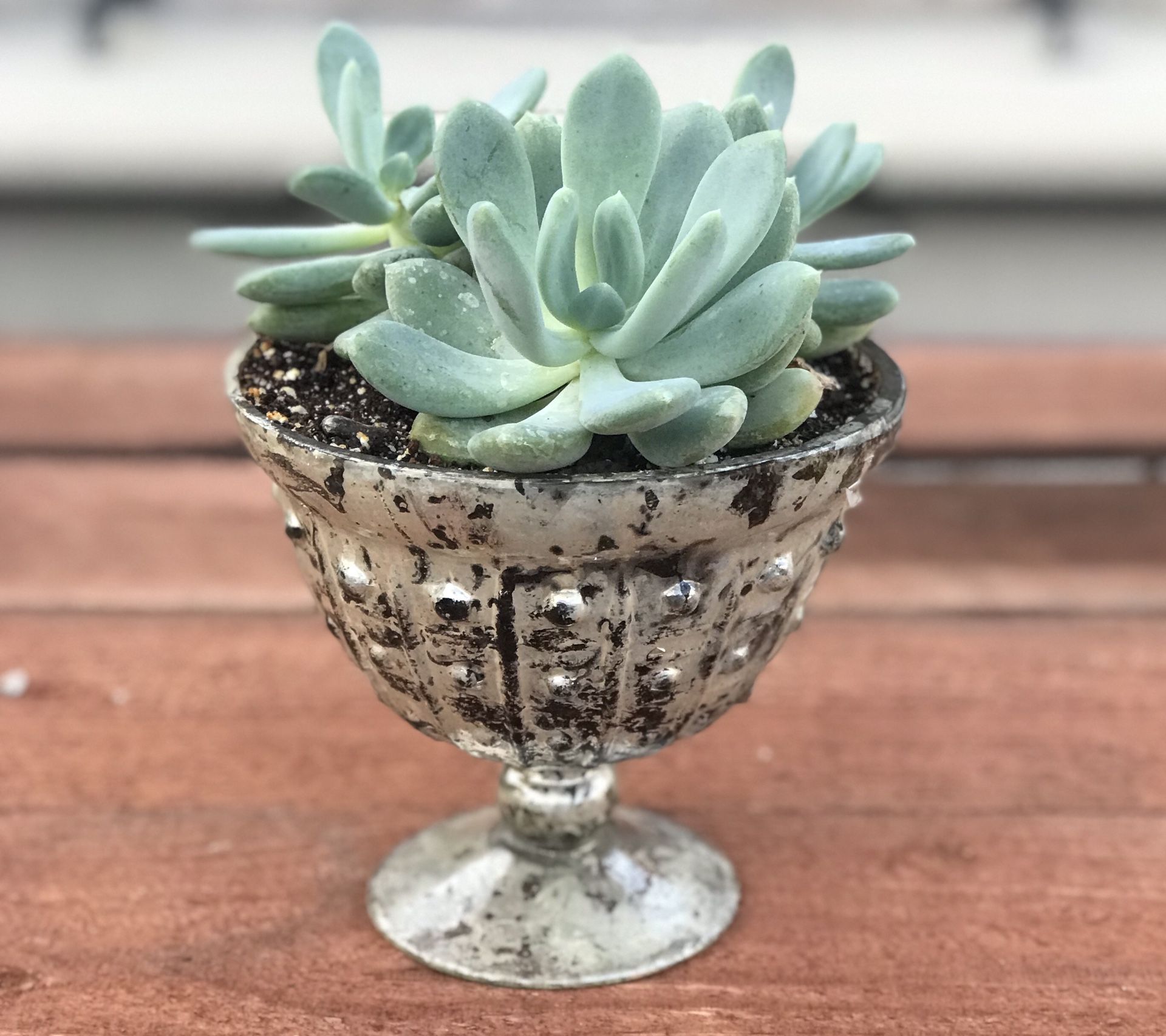 $6 Succulent in glass pot
