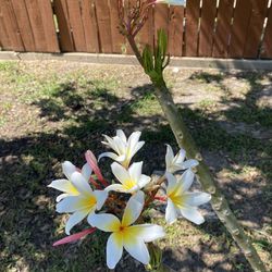 Rooted Plumeria