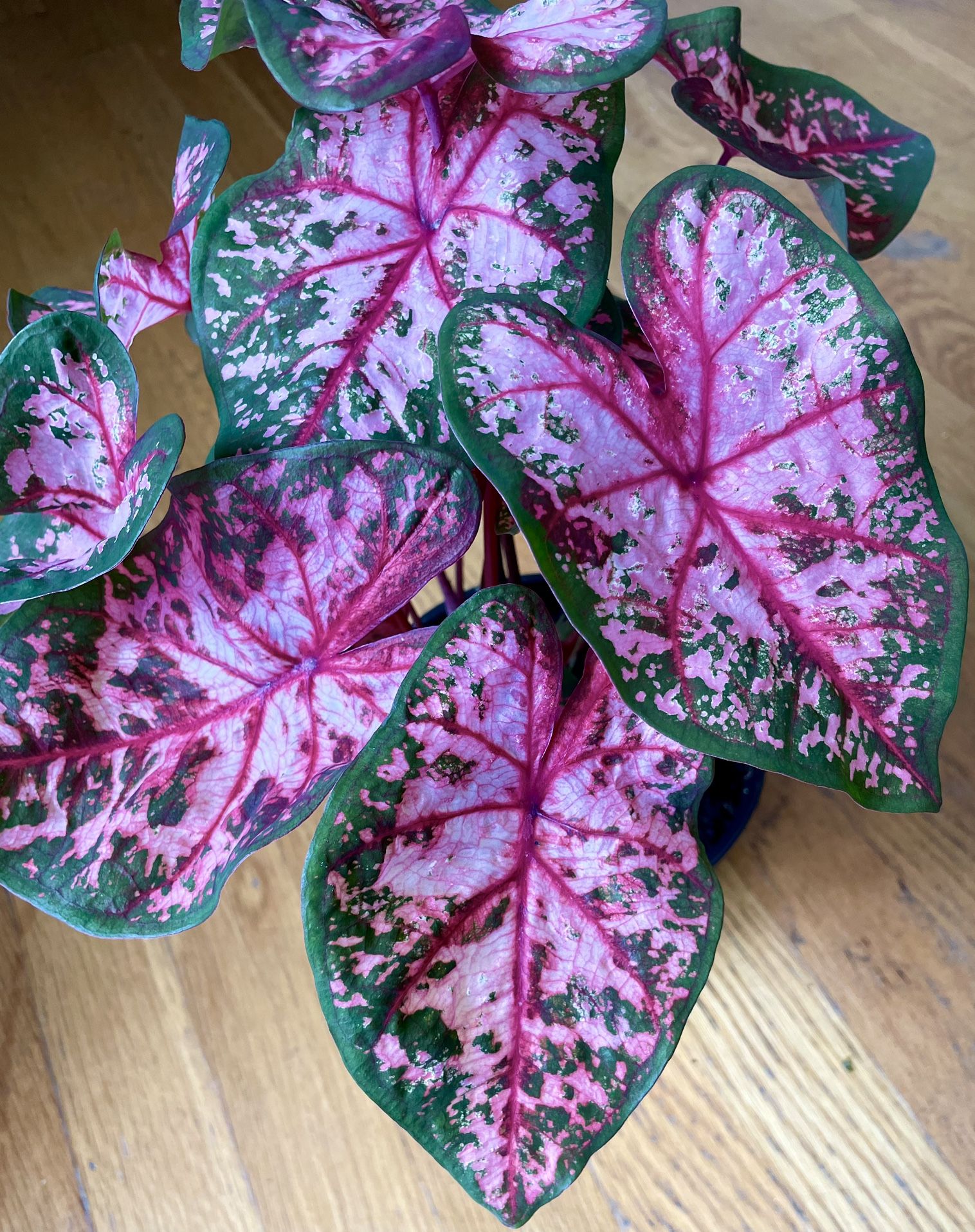 Pink Princess Beauty Caladium in 6in. Pot / Free Delivery Available 