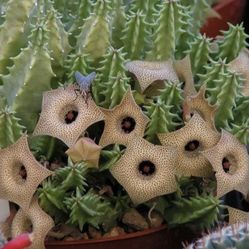 4” Huernia Sudanensis