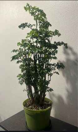 Live Ming Aralia Tree