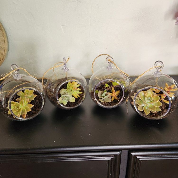 Hanging Terrarium With Succulents Set Of 2 Or 4