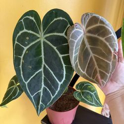 6” anthurium crystallinum