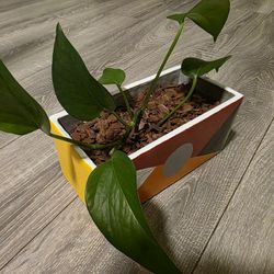 Heartleaf Philodendron & Hand Painted Rectangle Pot