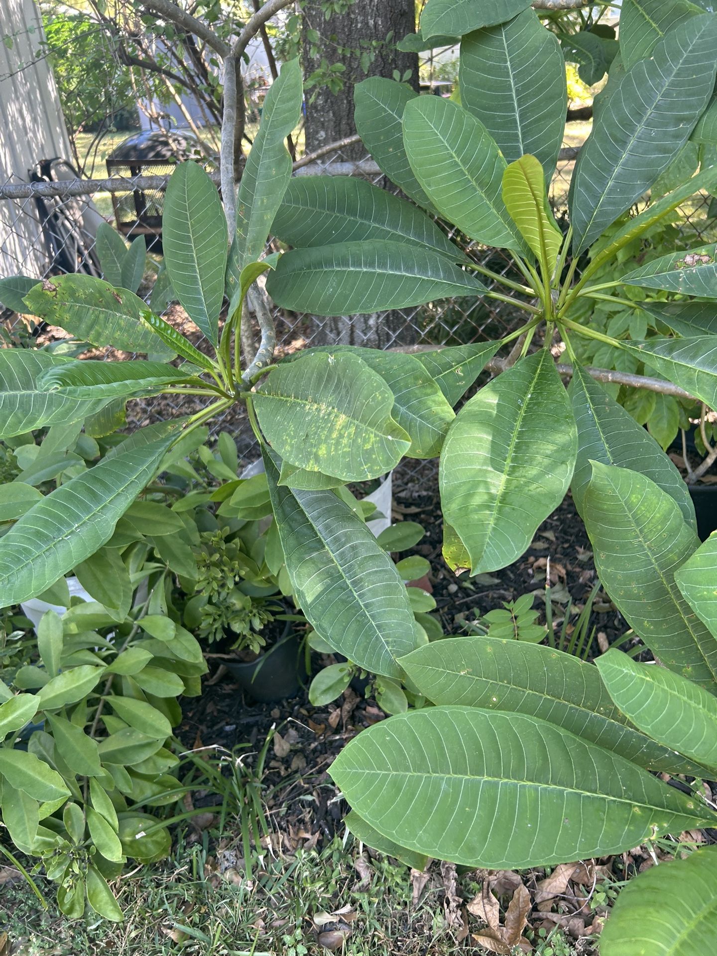 Large plumeria bush. This is a dark burgundy pink very pretty flower has bloomed once already. This really needs to go in the ground and I have no om.