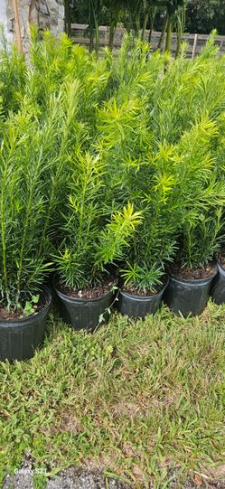podocarpusl Instant Privacy Hedge For Fence Green Full