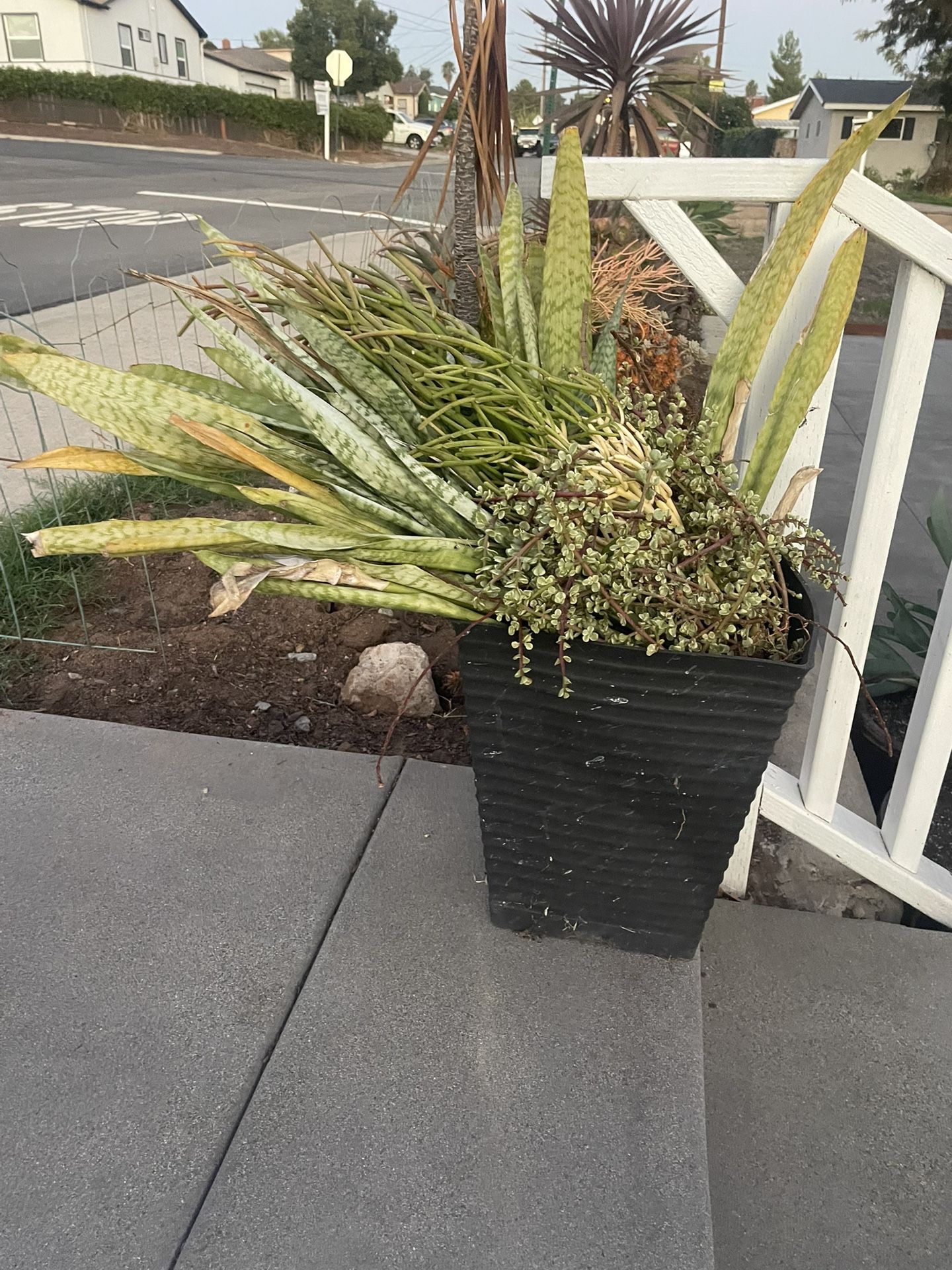 Free Succulents 