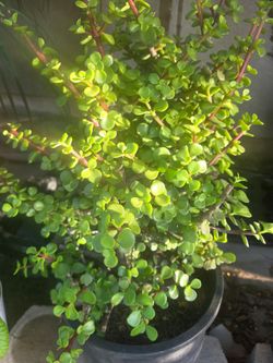 Jade plant
