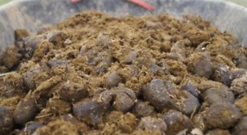 Fresh Horse Manure