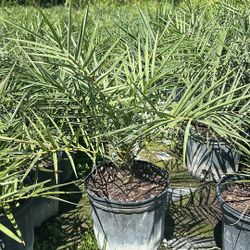 🌴 Sylvester Palm for Sale – Premium Landscape Palm 🌴