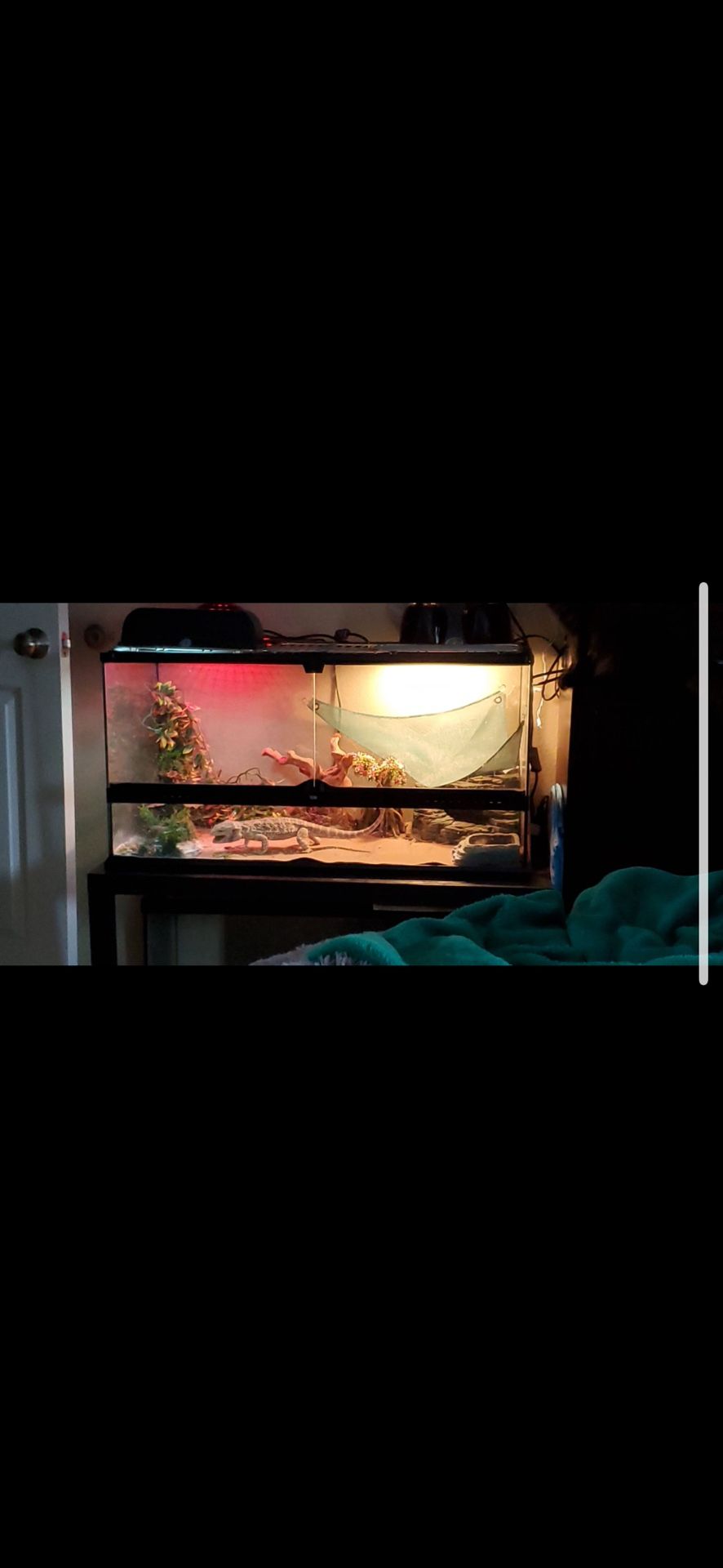 40 Gallon Terrarium With Front Swinging Doors
