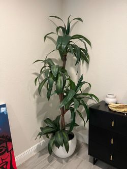 Accent Tall Plant