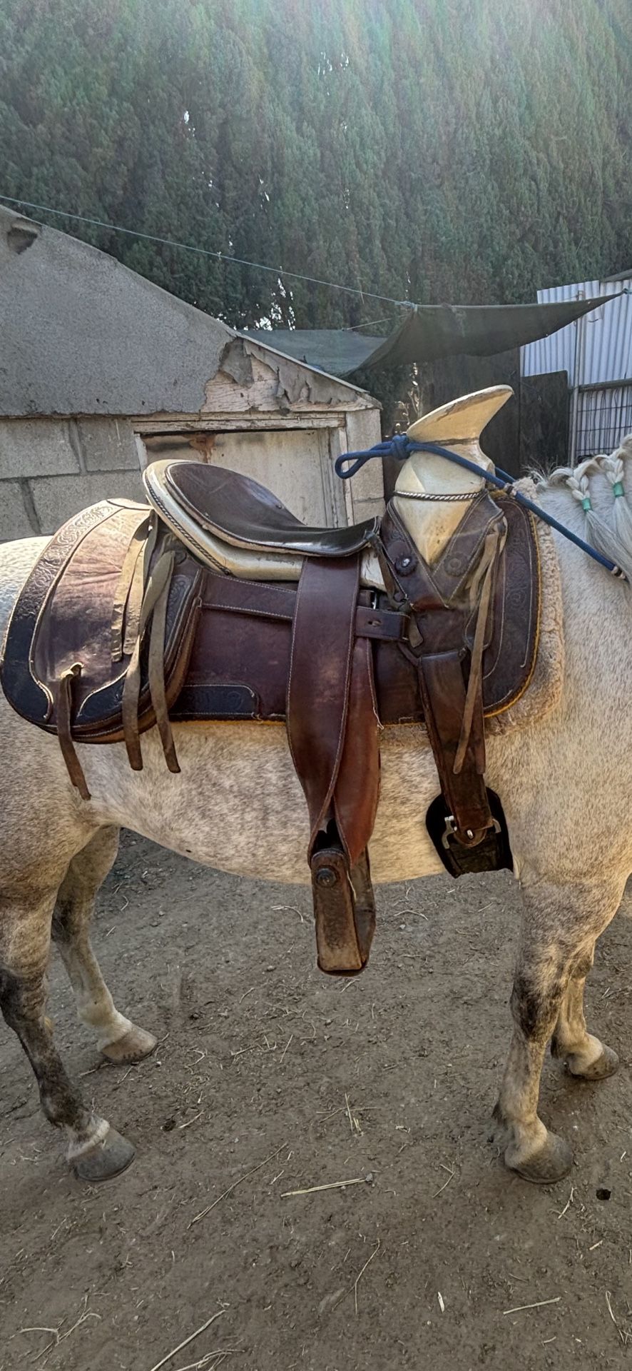 horse saddle 