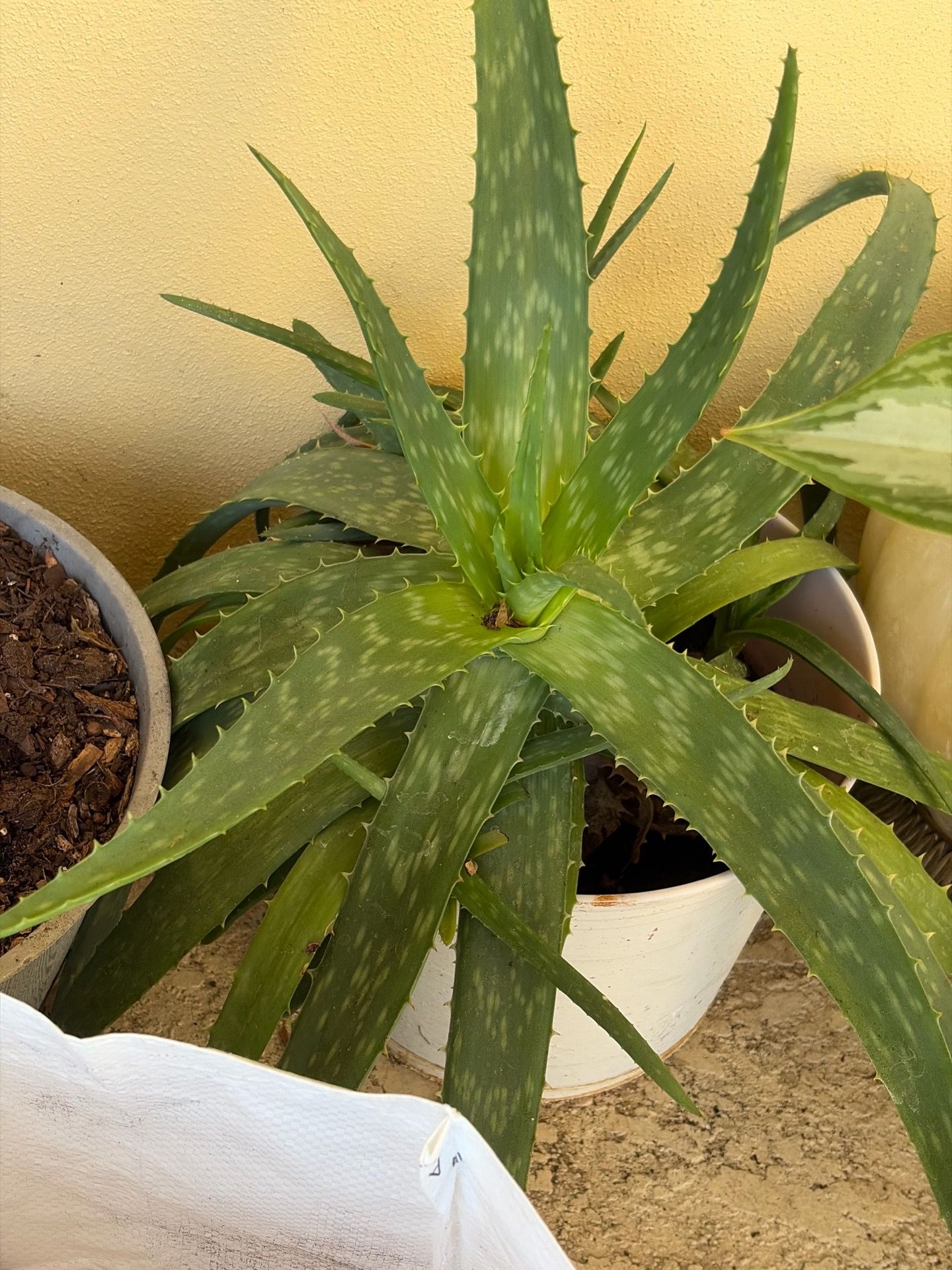 Large Alloe vera plant
