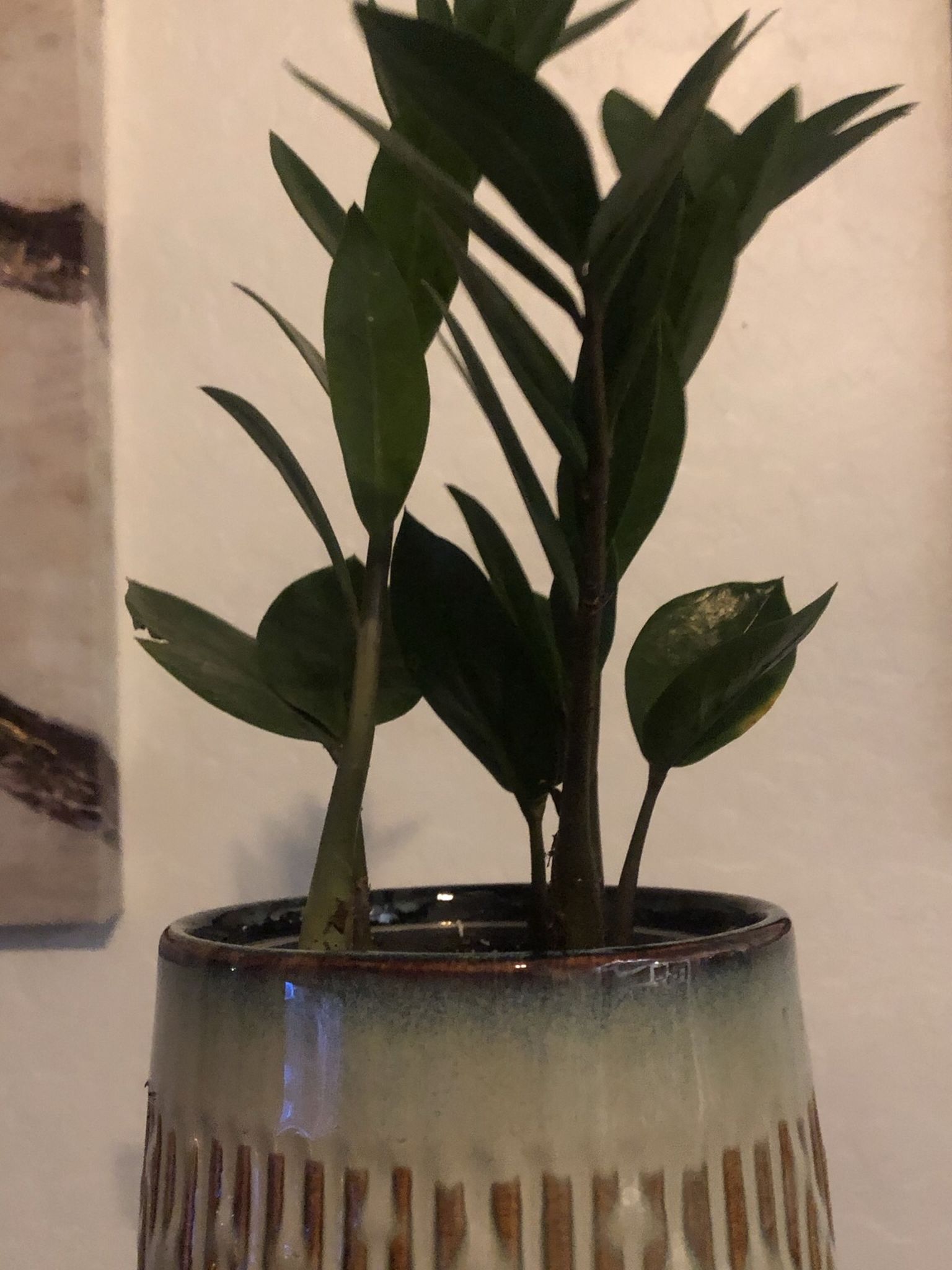 Zz Plant In Ceramic Pot