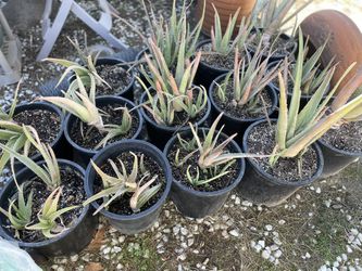 Aloe Vera Plants 