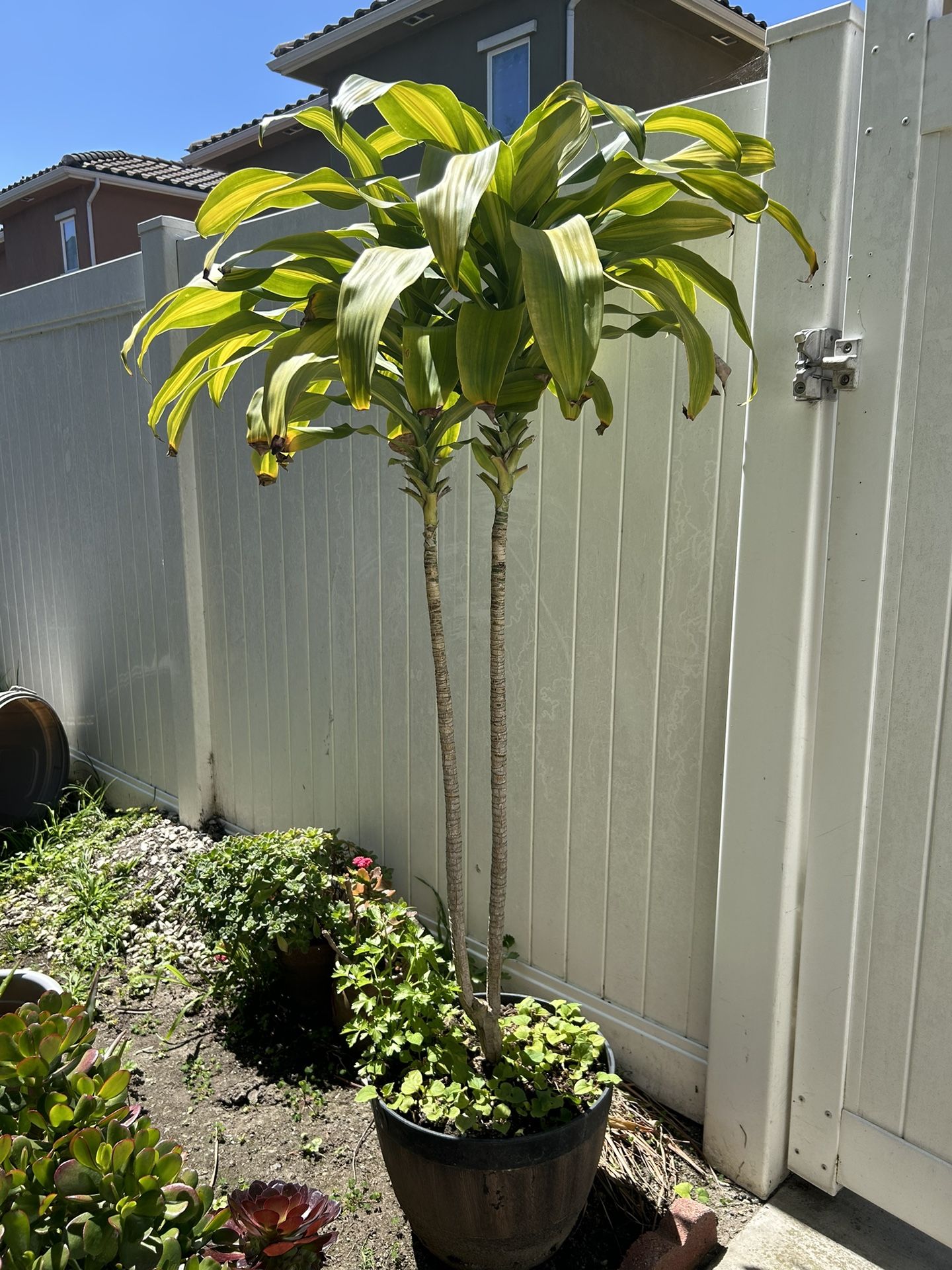 DRACAENA FRAGRANS MASSANGEANA 8" Peace, Love Happiness Club,All Products : American Fashion Style Bags On Sale