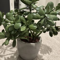 Potted Faux Jade Plant 