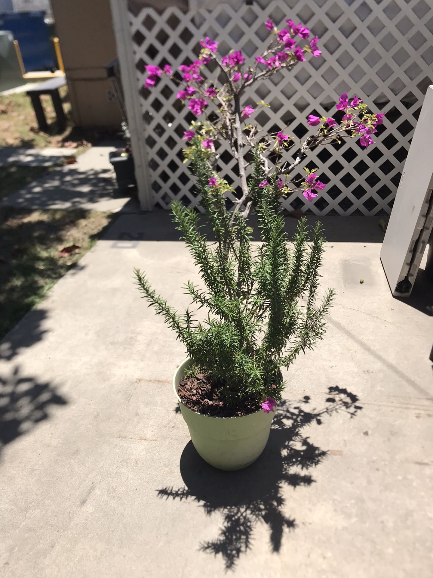 Plants For Sale