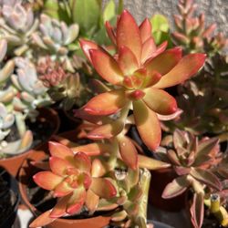 Succulents Plant’s 🌵🪴