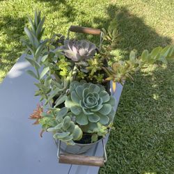 Fall Succulent Arrangements