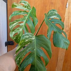 Monstera Albo Top Cut 3 Leaf
