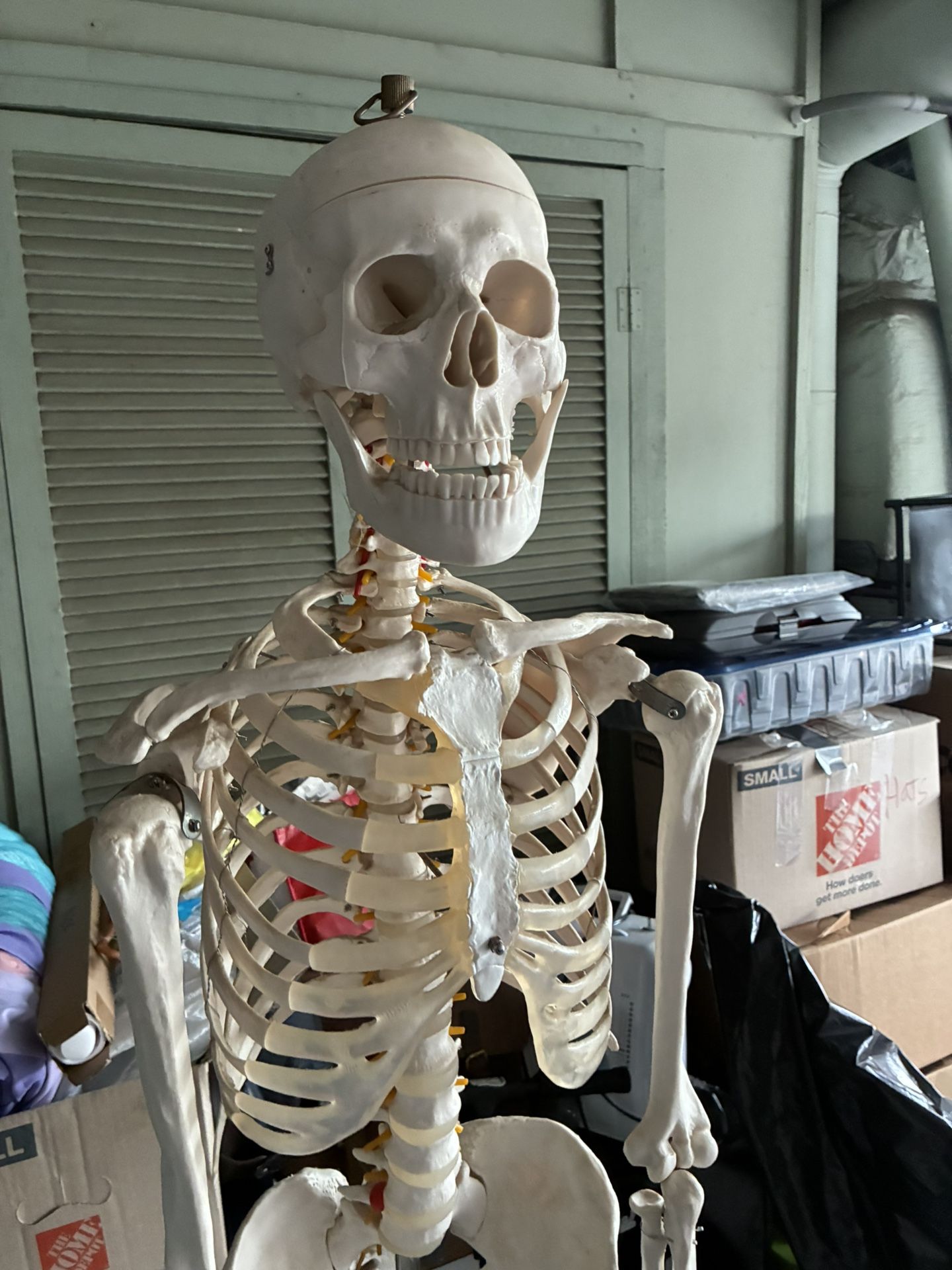 Scientific Classic Anatomy Skeleton