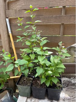PRICE REDUCED: Lavender-blooming lilacs for sale