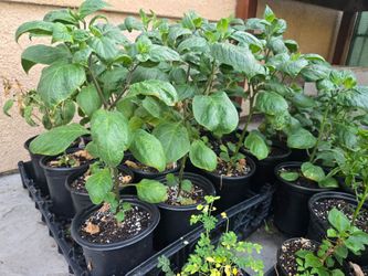 Chile manzano pepper rojo rocoto red
