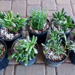 Succulents 