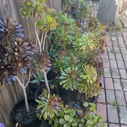 Plants Sale 5.00 Small Ones 10.00 For Big Ones