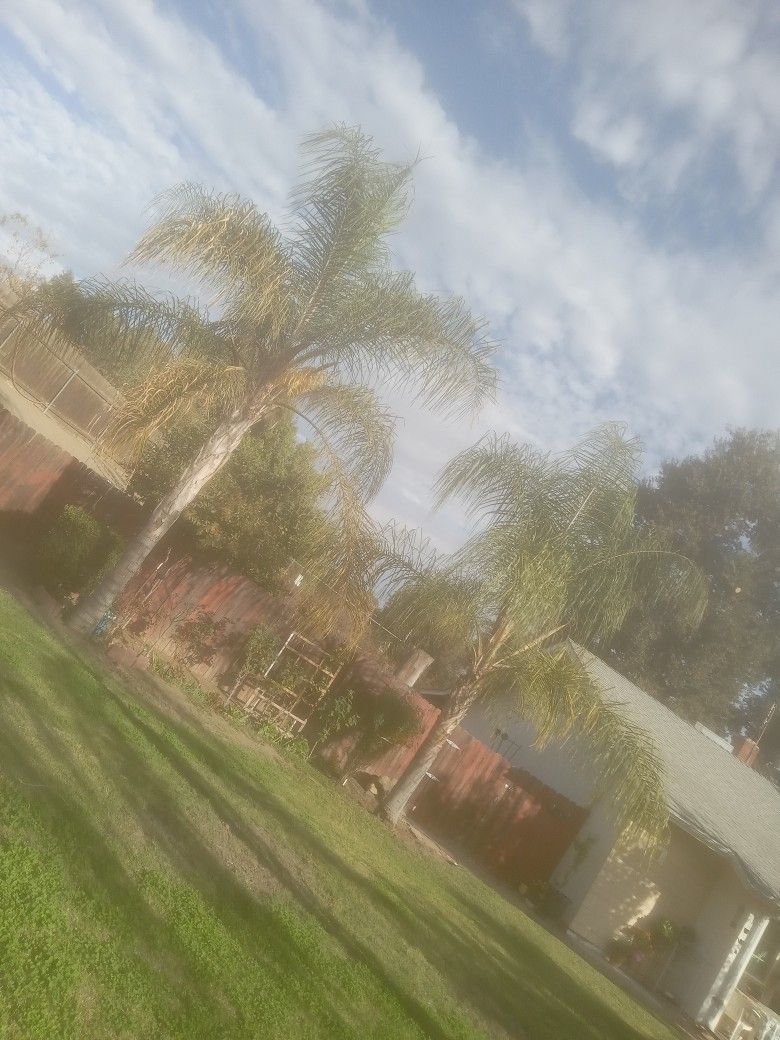 2 20ft Palm Trees
