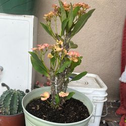 corona de cristo